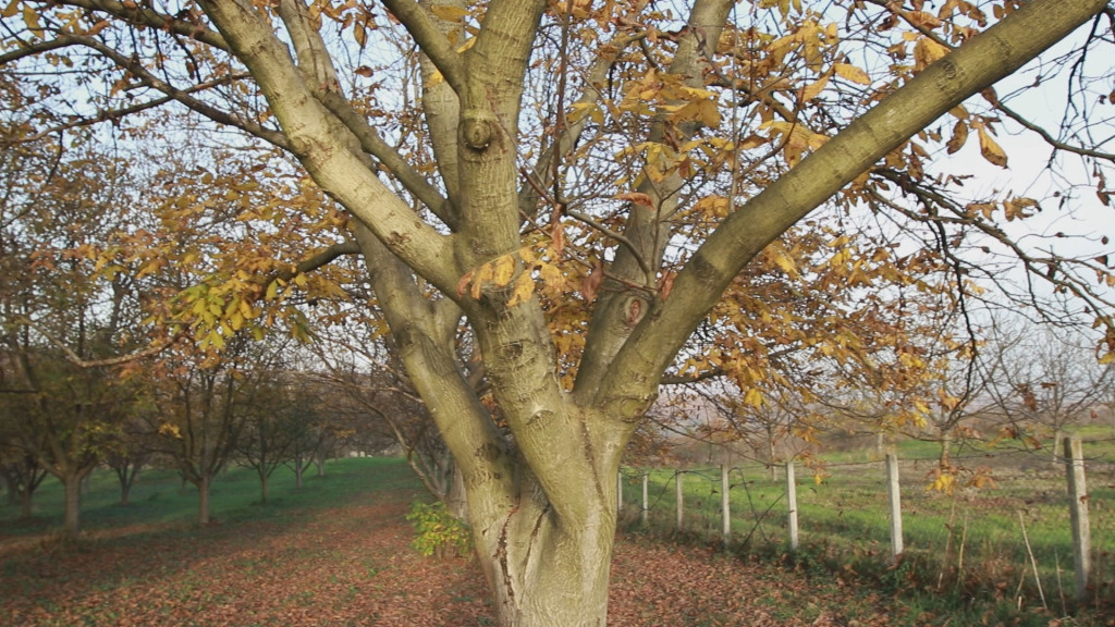 Vladan zasadio orahe kad je otišao u penziju: Sada ima plantažu za ponos, a otkriva kada počinje da se isplaćuje investicija (FOTO)