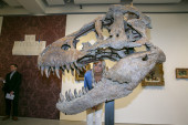 Lobanja drevnog dinosaurusa na aukciji: Lobanja će koštati najmanje 15.000.000 dolara!