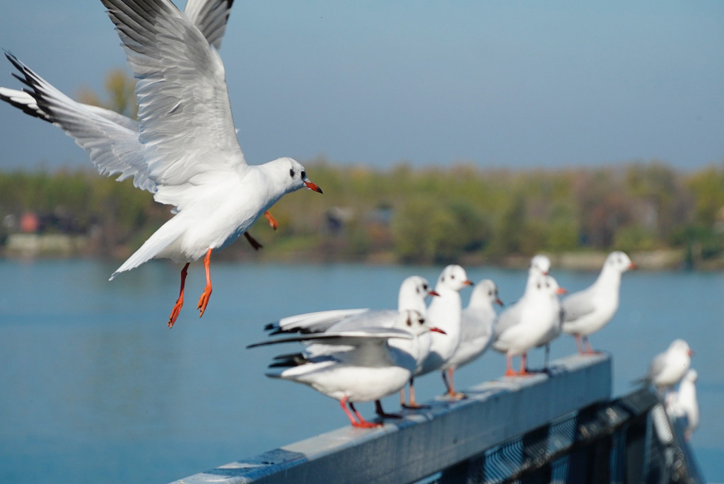 Toplo i vetrovito: Popodne kiša, do 22 stepena!