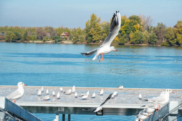 Sunčano i toplije: Ponegde slaba kiša, do 13 stepeni!