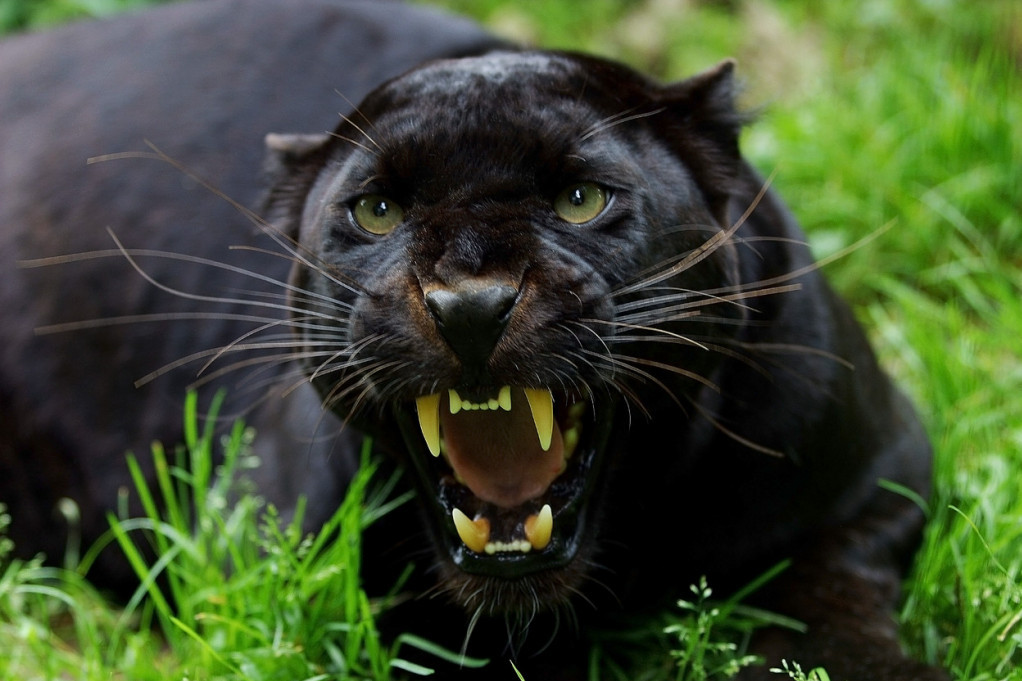 Kod Apatina primećena opasna zver: Crni panter luta vojvođanskom ravnicom, čuvajte sebe i svoje bližnje