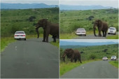 Slon nasrnuo na kola, turista panično pobegao u žbunje: Ta greška je mogla da ga košta života (VIDEO)