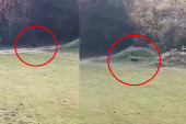 Isplivao novi snimak crnog pantera kod Banje Junaković? Divlja zver usnimljena sa prozora kako trči preko poljane (VIDEO)