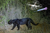 Velika potraga za panterom je upravo počela: Podignuti dronovi i spremljena strelica