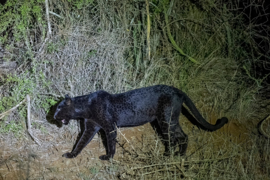 Povratak crnog pantera! Lovac opisao susret sa predatorom - horor!