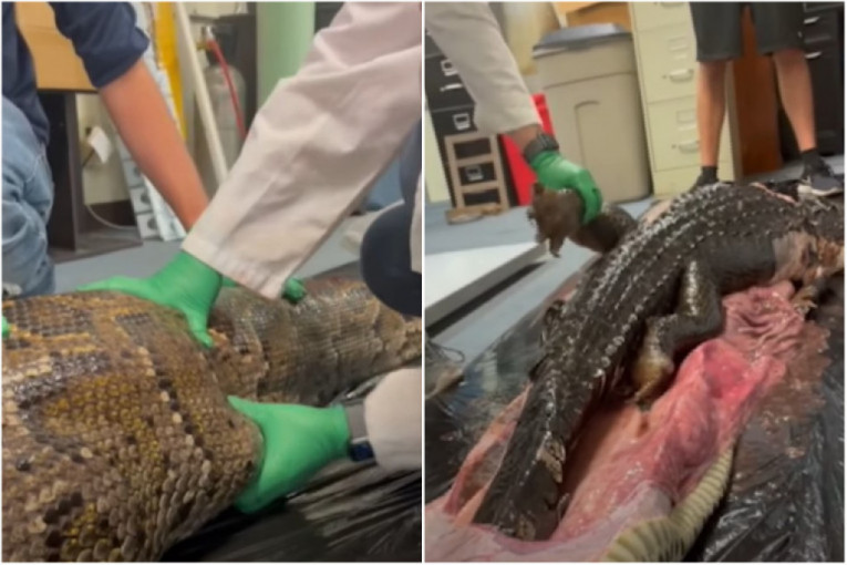 Čitav aligator pronađen u utrobi pitona od 5,5 metara! Strašniji snimak nećete videti (VIDEO)