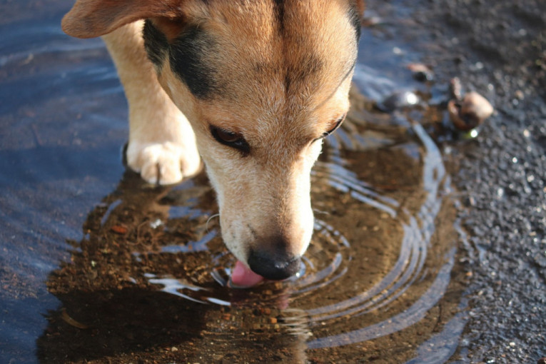 Pažnja, pažnja: Ne dopuštajte psima da piju vodu iz bare - uradite ovo, vrlo je važno