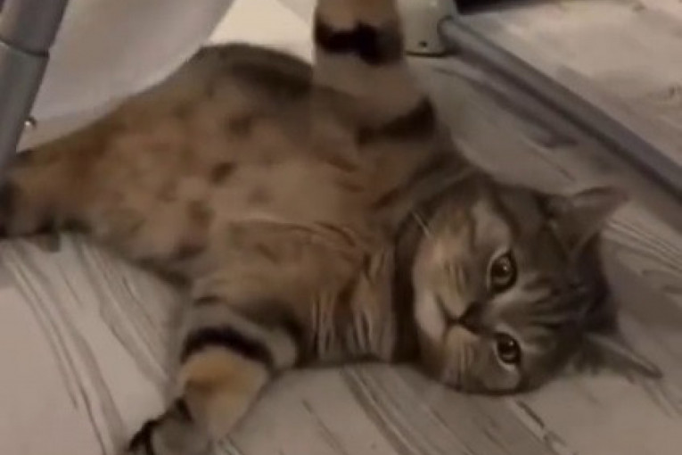 Video mačke koja ljulja bebu postao hit na internetu, a i vama će se brk nasmejati