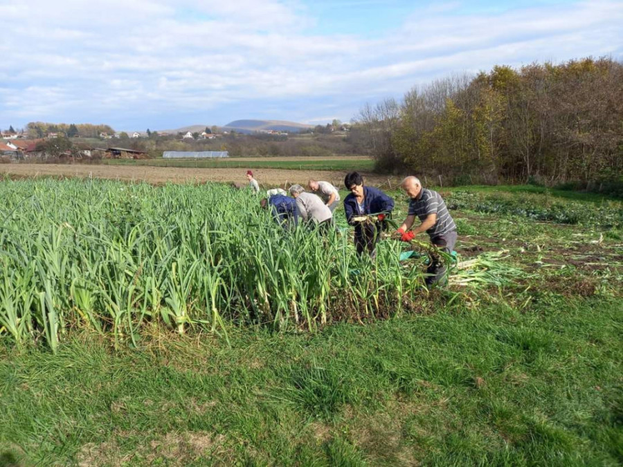 Miroslav iz Čačka je kralj praziluka: Ulaganja minimalna, a otkupna cena ove godine skočila je duplo!