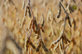 Rumunija traži pomoć od EU: Hoće da povećaju kapacitete za transport ukrajinskog žita