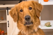 Vlasnica zaboravila psa celu noć napolju: Njegova osveta nasmejala sve na mrežama (VIDEO)