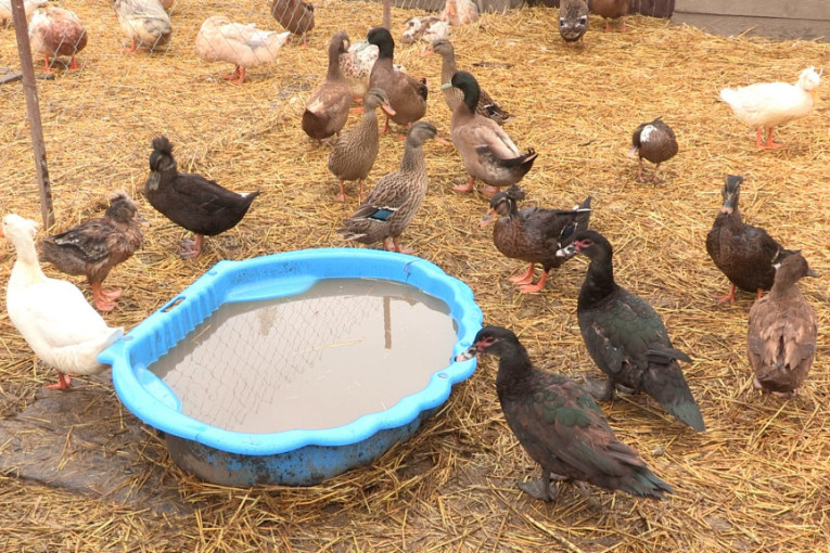 Uzbuna u komšiluku! Ptičji grip stigao do Mađarske