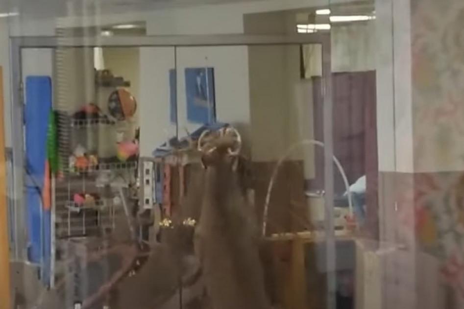 Jelen upao kroz prozor u starački dom! Vrteo se 10 minuta, nije znao šta ga je snašlo (VIDEO)