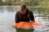 Ribar ulovio zlatnu ribicu od 30 kilograma! "Ovo je bila puka sreća" (FOTO/VIDEO)
