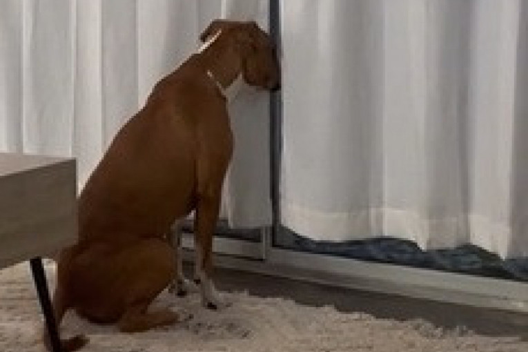 Udomljeni pas svakoga dana u isto vreme čeka na prozoru, a razlog je dirljiv (VIDEO)