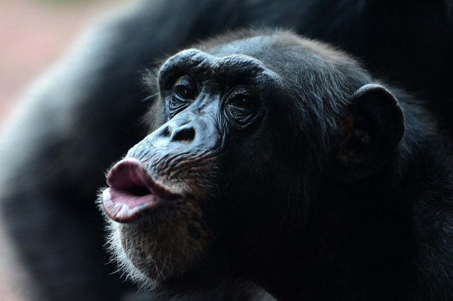 Ženke šimpanzi prolaze kroz menopauzu? Američki primatolog objavio studiju, a rezultati su veoma zanimljivi!