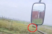 Crni panter se opet pojavio? Traktorista ga usnimio kako trči kod Feketića:  "U dve sekunde je istrčao 30 metara" (VIDEO)