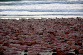 Oko 2.500 golih ljudi okupilo se na jednoj plaži u Australiji: Pozirali su pred kamerom, a evo i zbog čega (FOTO)