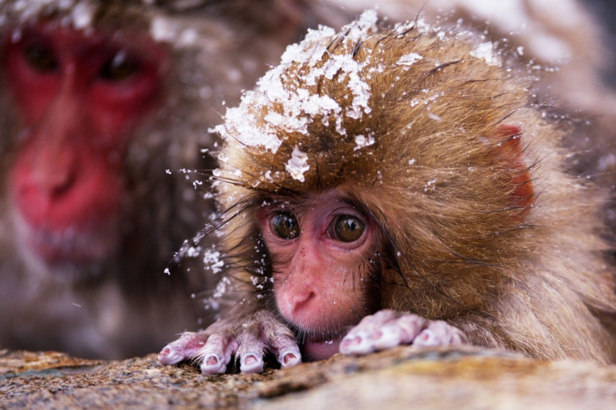 Iako nije uvek bio legalan, niko ga nikada nije stavio pod kontrolu! Sjajne činjenice o snegu za koje se kladimo da ne znate