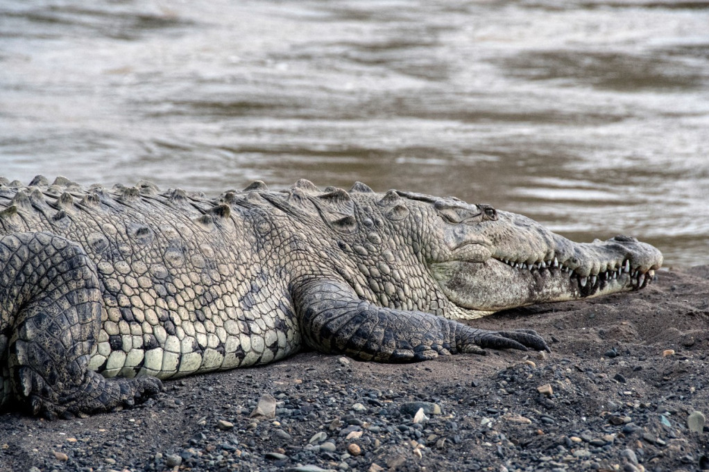 Krokodil napao dečaka i odrubio mu glavu: Lovci nekoliko dana kasnije rasporili reptila i imali su šta da vide (FOTO)