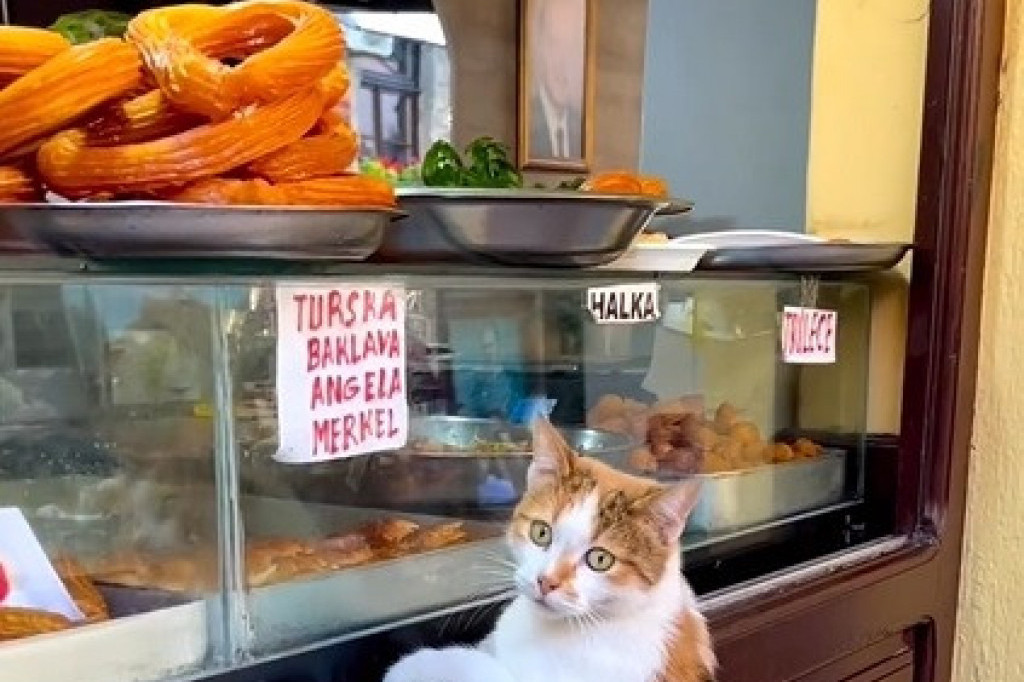 Šta rade gladne makedonske mačke? Pa vise u pekari (VIDEO)