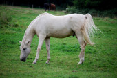 Jeziv slučaj u Prokuplju: Ukrali konja, pa ga zaklali, meštani ostatke životinje videli na deponiji!