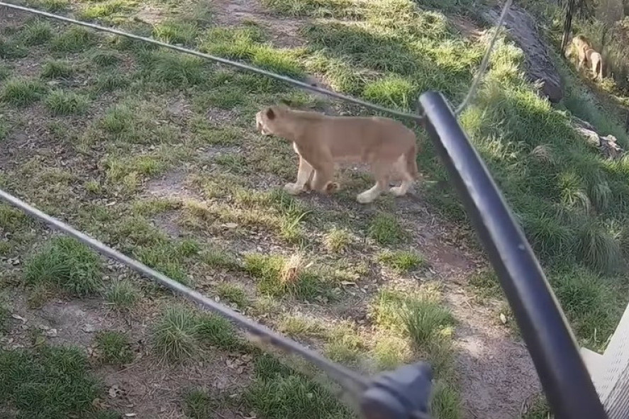 Snimak otkriva kako su lavovi uspeli da pobegnu iz ograđenog prostora u zoo vrtu (VIDEO)