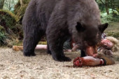 Stravična istinita priča o medvedu koji je pojeo 40 kilograma kokaina: Jedna od poslednjih uloga Reja Liote (FOTO/VIDEO)