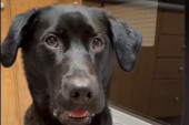 Lekcija iz učtivosti: Pogledajte kako ovaj pas reaguje kad mu vlasnik ponudi hranu koju mrzi (VIDEO)