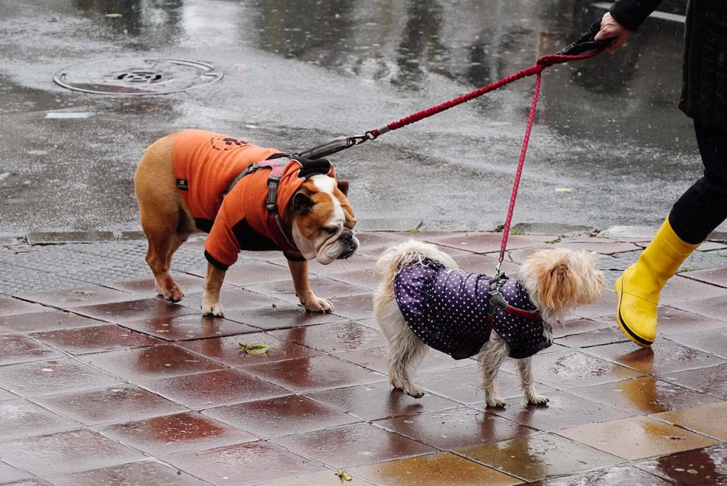 Neodgovorni vlasnici opasniji od svake rase: Ko je kriv ako vas napadne pas na ulici i šta da radite ako se to desi?