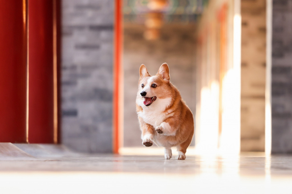 Prava istina o sedam pasa koji su pobegli trgovcima mesom i prepešačili 17 kilometara do sela: Dirljiv snimak obišao svet (VIDEO)