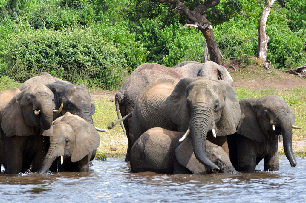Uginulo skoro 60 slonova u Bocvani: Istražuje se šta je dovelo do novog talasa smrti