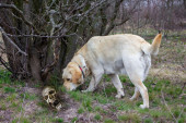 Užas kod Niša: Pas pronašao ljudsku lobanju i kičmu i doneo u dvorište!