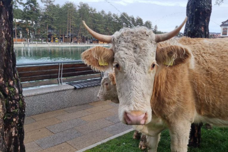 Krave svratile da vide šta ima u centru Zlatibora: Bezbrižno šetale i pasle travu, turisti se oduševili!
