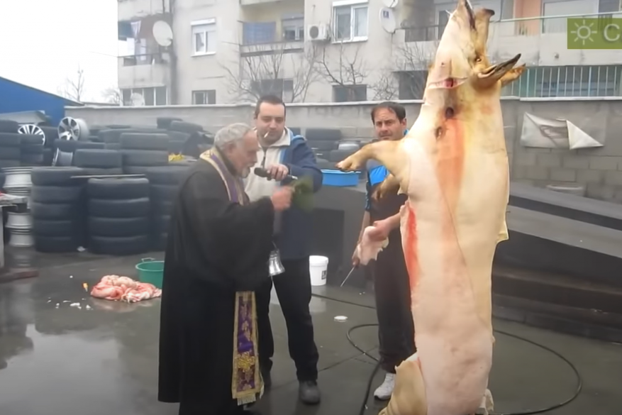 Urnebesno! Bugarski sveštenik blagosilja ošurenu svinju (FOTO, VIDEO)