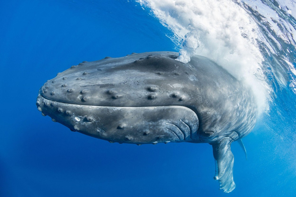 Džinovski grbavi kit bio zarobljen danima, vukao sa sobom 800 kilograma užadi i bova! (VIDEO)