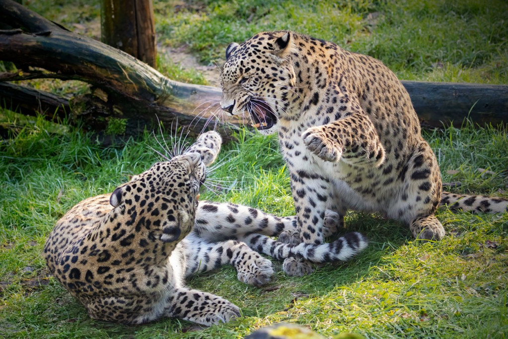 Velika pomoć za roditelje u 2026: Bespovratno do 20.000 evra za stan ili kuću