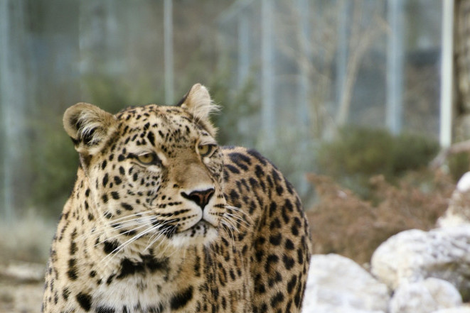 Dečak ubijen u napadu leoparda dok je nosio hranu baki i deki: Tragedija u Indiji