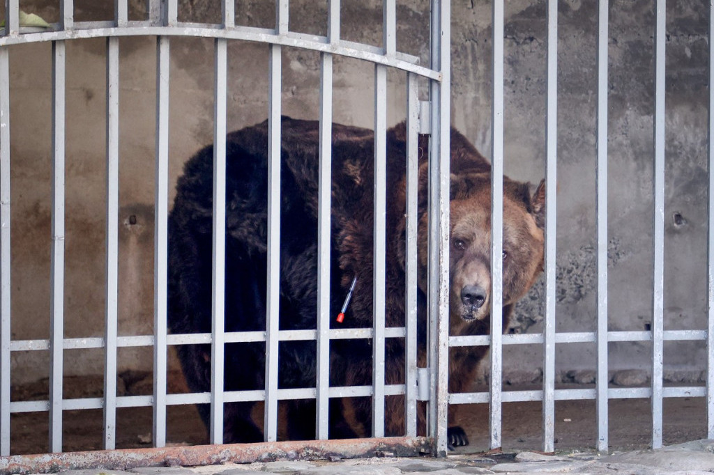 Spasen poslednji albanski "medved iz restorana": 20 godina bio u kavezu, držali ga kao atrakciju