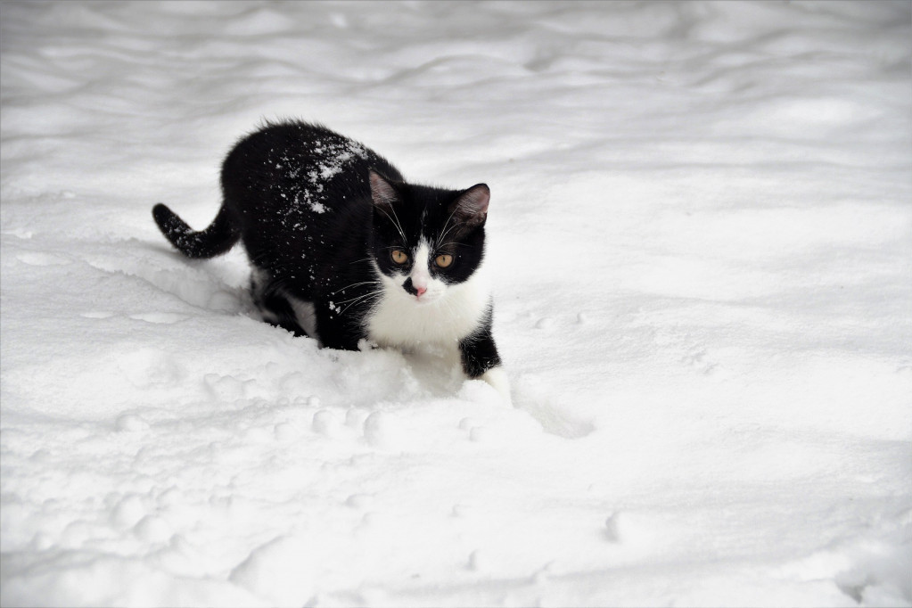 Usred noći se iskrala i izašla na ulicu, a sve zbog snega: Crno-bela maca u igri koja će vam popraviti dan (VIDEO)