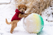 Da li smete da šetate psa kad je mnogo hladno? Veterinar otkriva koje temperature ne donose zimske radosti