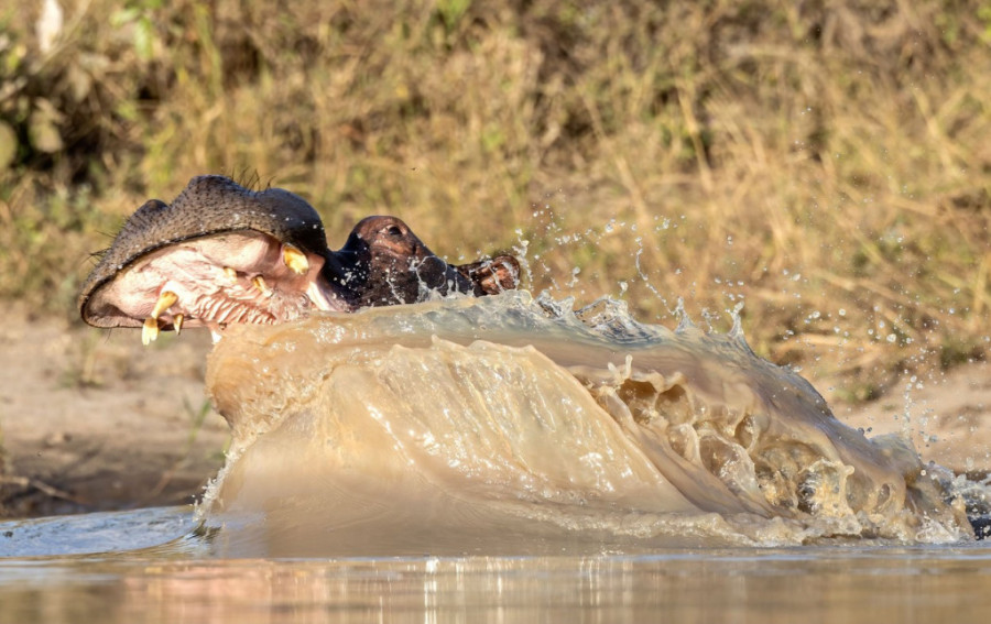 „Nilski konj me je celog progutao, zdrobio mi je grudi i izgrizao ruku“: Imao je 40 ugriza i preživeo nemoguće