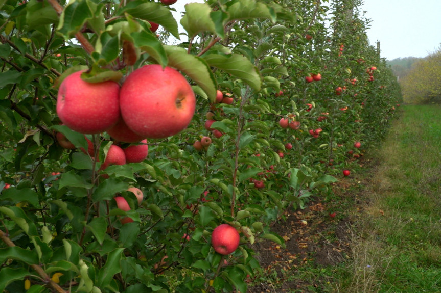 Nakon šest godina pregovora: Srpske jabuke mogu slobodno u Kinu