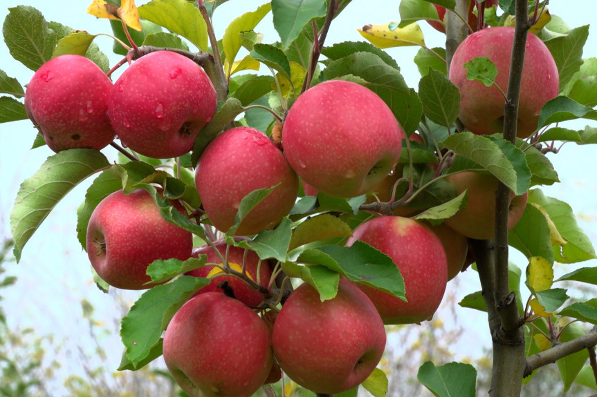 Serbia does apples: Bliski istok nam kod jabuka zamenio Rusiju