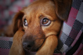 Srčani crv ozbiljno može ugroziti život vašeg psa: Simptomi koji ukazuju da je vašeg ljubimca ujeo zaraženi krpelj