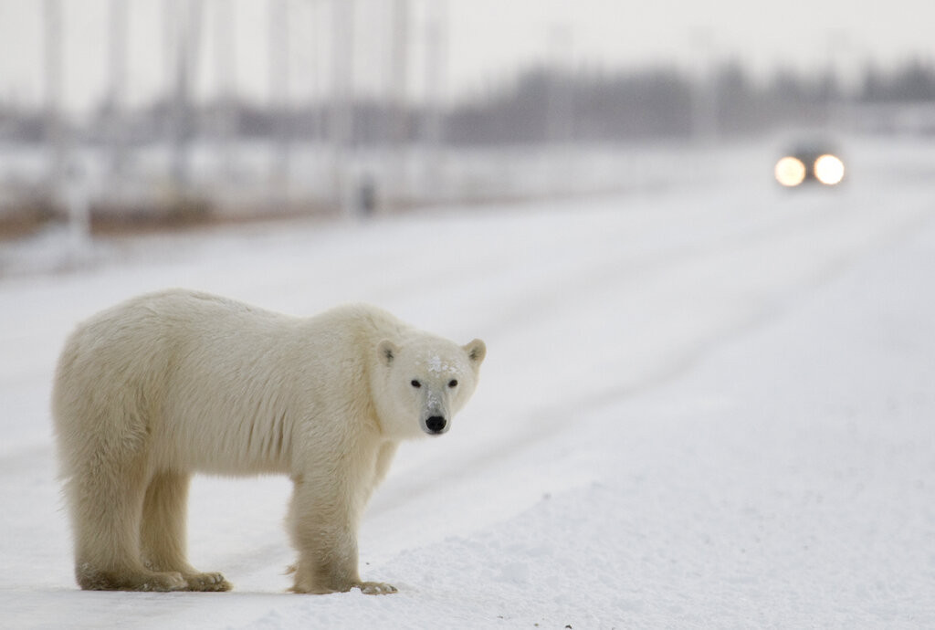 Kako se živi u "svetskoj prestonici polarnih medveda": Leda je sve manje, a to je predznak zabrinjavajuće budućnosti