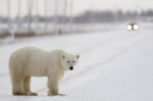 Prvi slučaj u svetu! Polarni medved uginuo od ptičjeg gripa