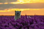 Kako se živi u "svetskoj prestonici polarnih medveda": Leda je sve manje, a to je predznak zabrinjavajuće budućnosti