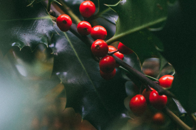 Predanje kaže da nas božikovina, od koje se prave praznični venčići za vrata, čuva od nesreće