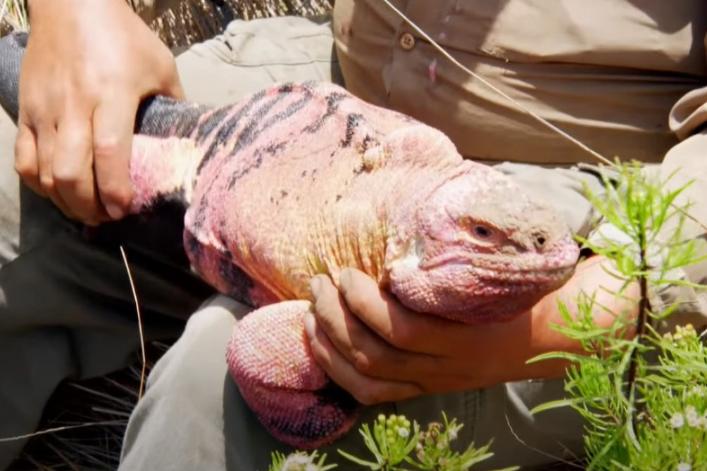 Prvi put viđeni mladunci ružičaste iguane, a to je važno otkriće za očuvanje ove vrste (VIDEO)